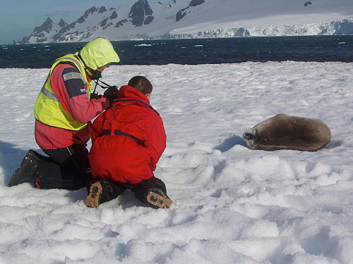 Remi et Nicolas Dubreuil en observation d'un phoque de Weddel en peninsule Antarctique.