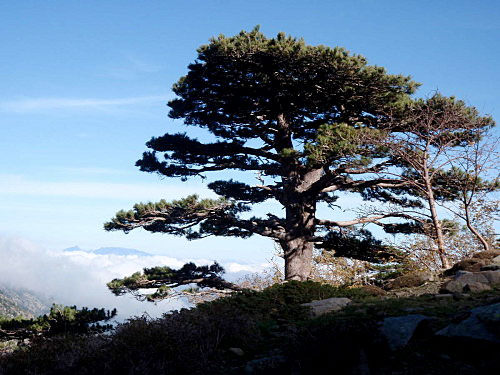 Le pin Lariccu, le seigneur des montagnes corses.