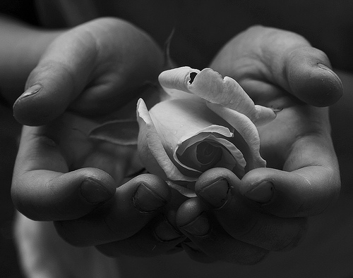 Child's_Hands_Holding_White_Rose_for_Peace_Free_Creative_Commons
