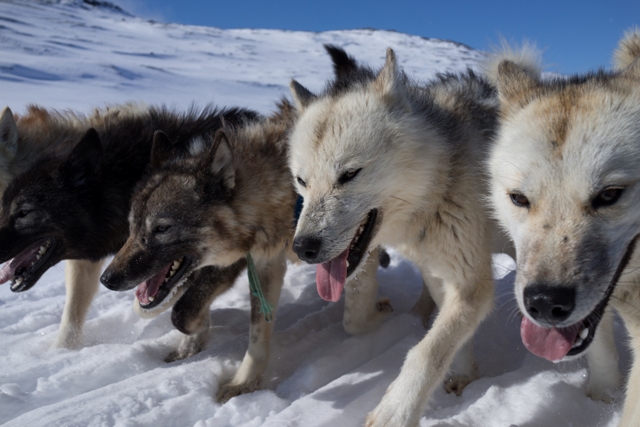 Chiens avec une majuscule, rien à voir avec les cleps à sa "mémére"!