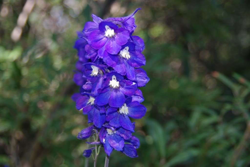 Bleu, ma couleur ...