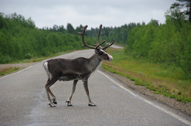 Rencontre trés fréquente sur ses routes très isolées.