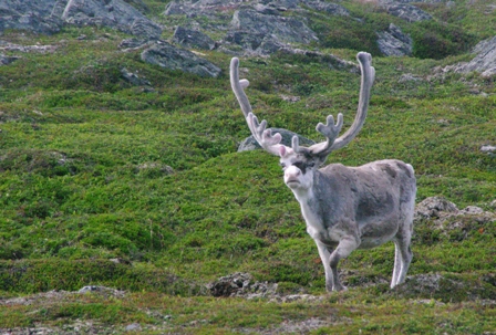 Le renne, animal omniprésent.