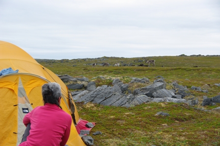 Visite au bivouac, encore et toujours des rennes.