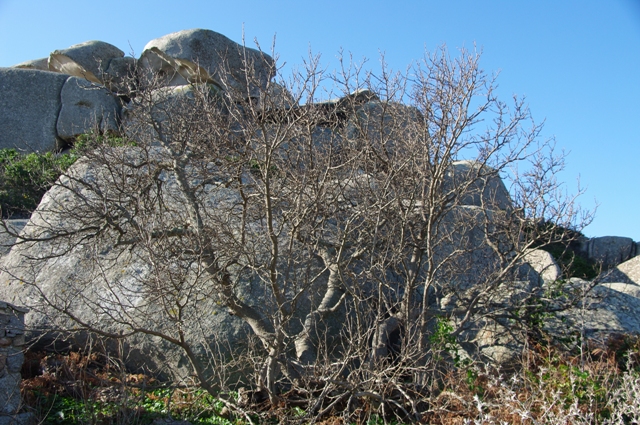 Le seul murier de l'île, il aurait 300 ans...     