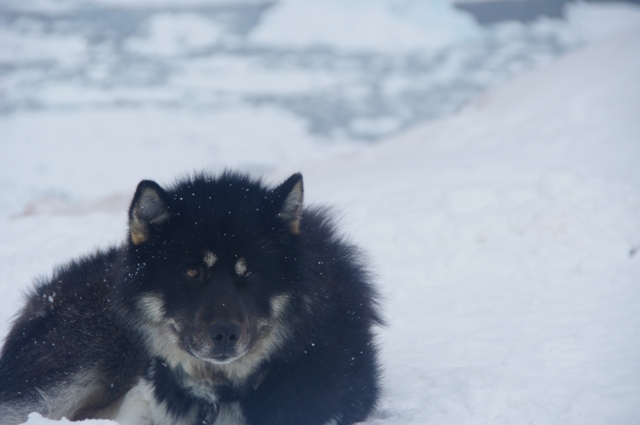 Un chien de traineau de la race groenlandaise.