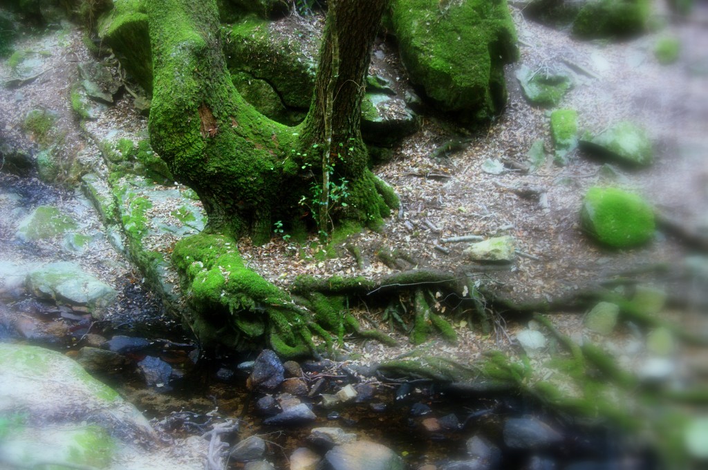 Quand les esprits de la forêt s'incarnent...