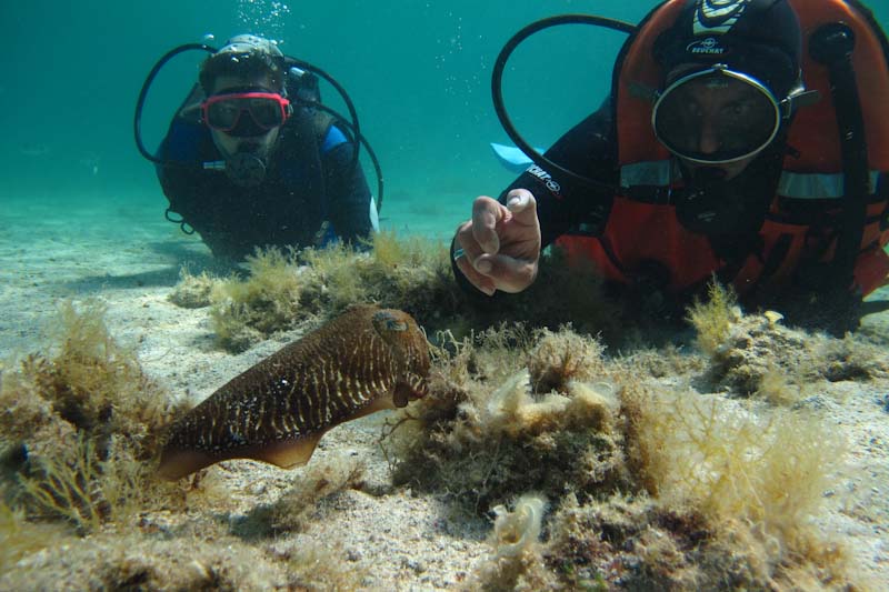 Rencontre d'une seiche...