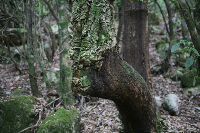 Un cerf se cache derriere cette écorce...