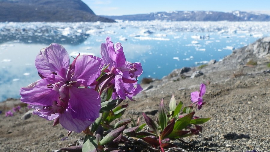 Niviarsiaq est le nom groenlandais de l'épilobe à feuille large, emblème du pays de Nanoq.