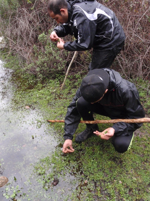 Trois sortes de menthe en un seul coin, les jeunes découvrent.