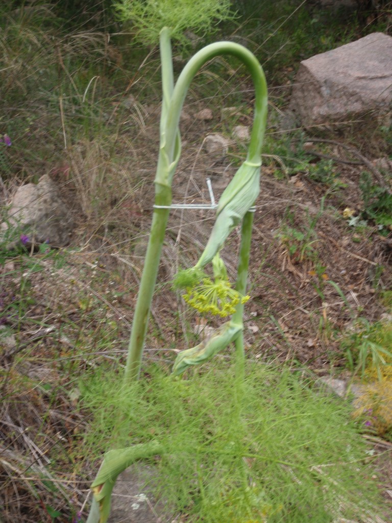 P4220100 P4220100