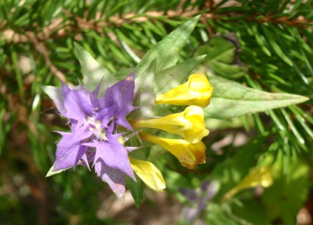 Une orchidée qui a une fleur à deux couleurs...