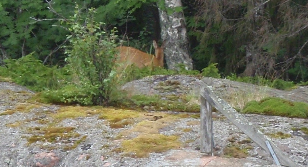 Oh zut elle a détourné son beau regard de biche dès le déclic de la photo...