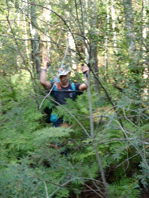 Les berges des torrents sont des jungles de fougére et ronce.