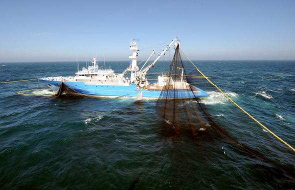 Un bateau senneur de thon rouge.