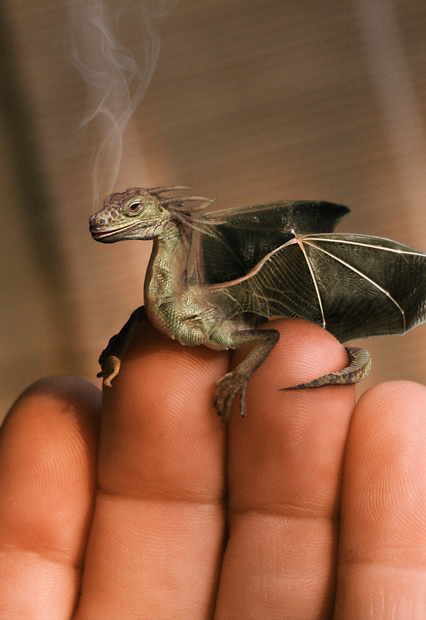 [Image: baby-dragon.jpg]