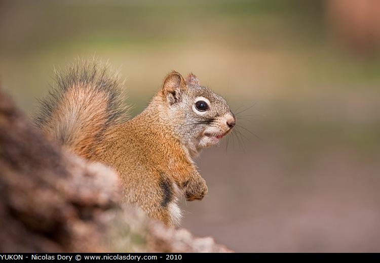 American_Red_Squirrel_9726