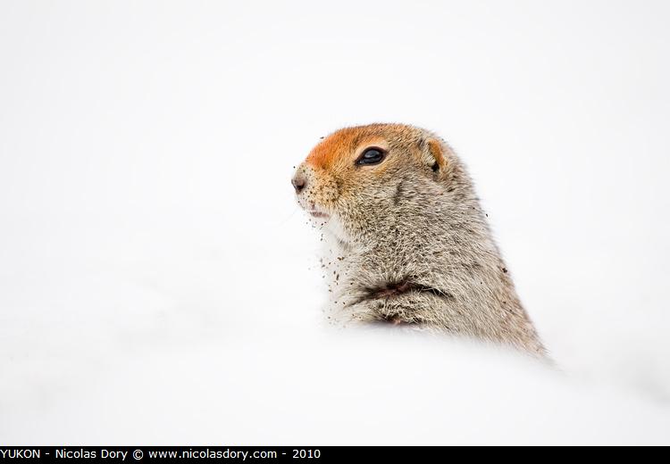 Arctic_Ground_Squirrel_0974