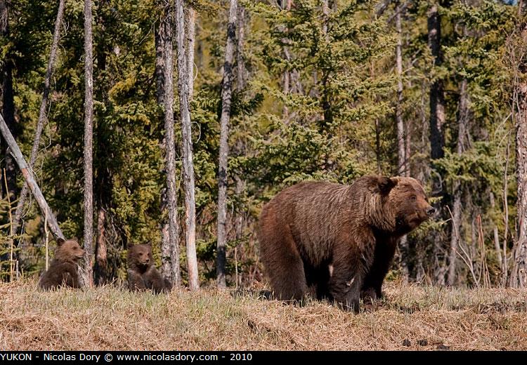 Grizzly_cubs_9676