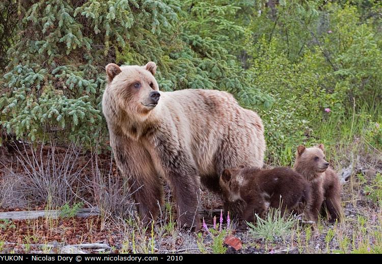 Grizzly_cubs_9876