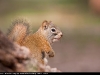 American_Red_Squirrel_9726