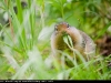 Arctic_Ground_Squirrel_0190