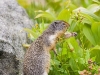 Arctic_Ground_Squirrel_0223