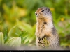 Arctic_Ground_Squirrel_0234