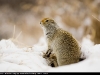 Arctic_Ground_Squirrel_0960