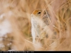 Arctic_Ground_Squirrel_0970