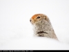 Arctic_Ground_Squirrel_0974