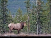 Bull_Elk_4496