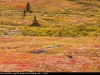 Caribou_fall_colors_3964