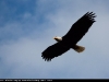 Flying_Bald_Eagle_9830