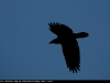 Flying_Raven_4488