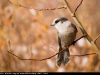 Gray_Jay_0920