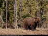 Grizzly_cubs_9676