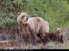 Grizzly_cubs_9876