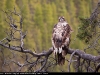 Immature_Bald_Eagle_9762