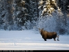 Moose_2142