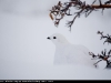 Ptarmigan_1702