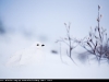 Ptarmigan_1721