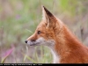 Red_Fox_0020