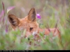 Red_Fox_flowers_0008