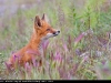 Red_Fox_flowers_0023