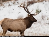 Wapiti_Yukon_4687