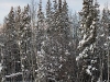 Wood_Buffalo_2188