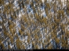 Yukon_Boreal_Forest_3385